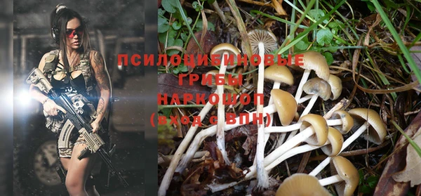 PSILOCYBIN Кодинск